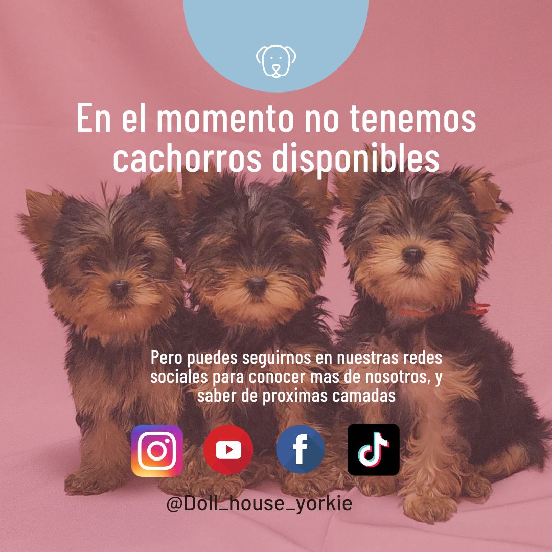 Cachorros de Yorkie en Colombia - Dollhouse Yorkie   