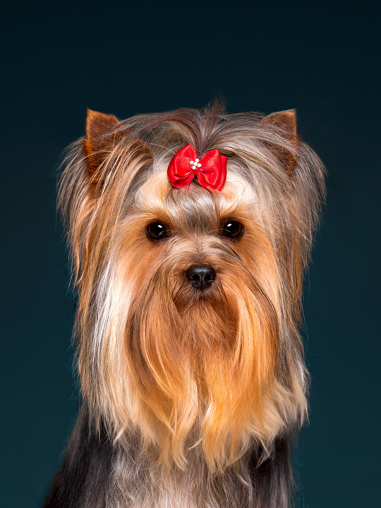 Cachorros de Yorkie en Colombia - Casa Dollhouse Yorkie