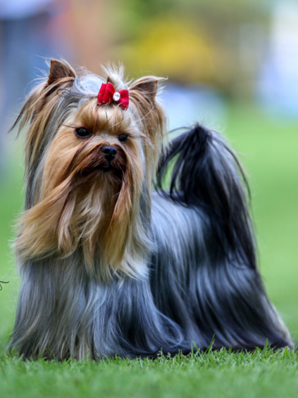 Cachorros de Yorkie en Colombia - Casa Dollhouse Yorkie
