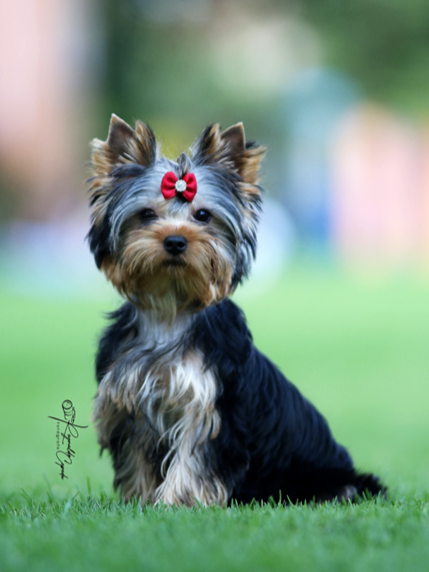 Cachorros de Yorkie en Colombia - Casa Dollhouse Yorkie