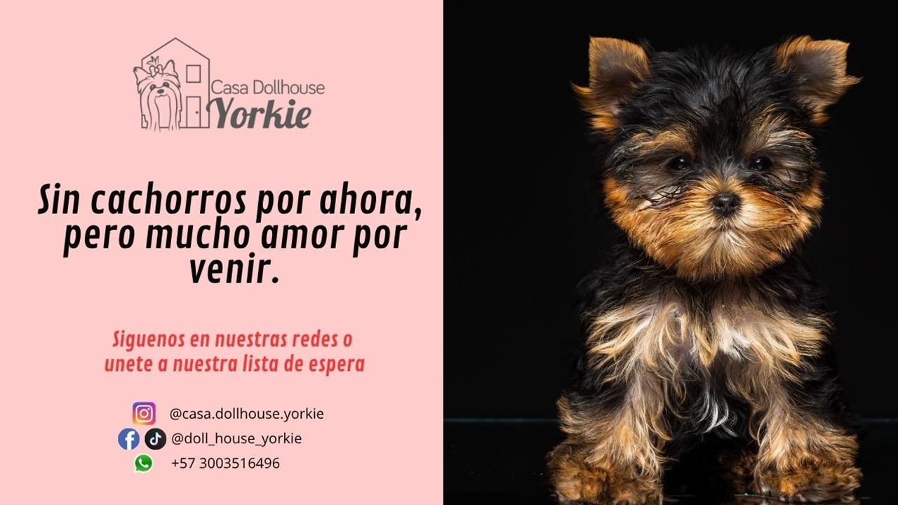 Cachorros de Yorkie en Colombia - Casa Dollhouse Yorkie