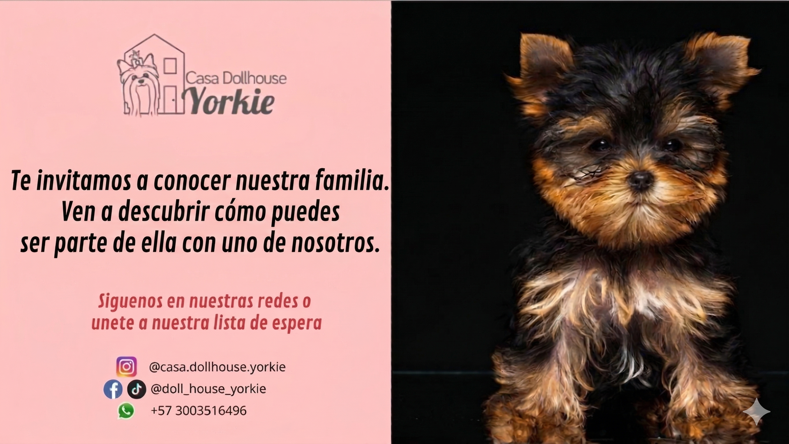 Cachorros de Yorkie en Colombia - Casa Dollhouse Yorkie