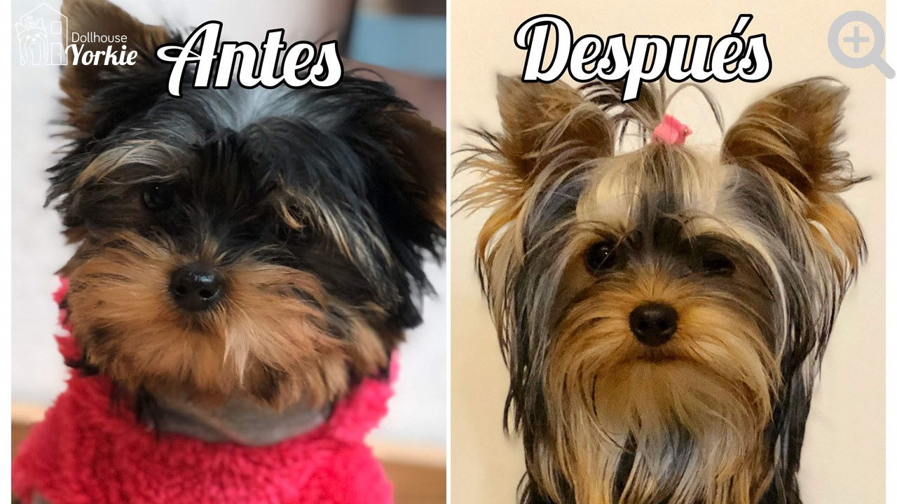 Cachorros de Yorkie en Colombia - Dollhouse Yorkie   